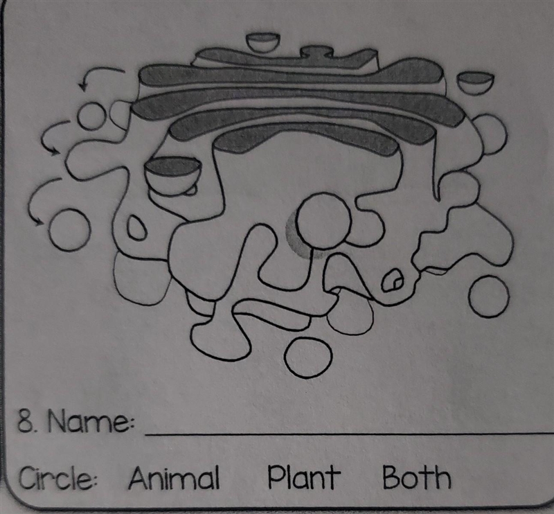 For each of the organelles or cell structures shown below, identify the structure-example-1