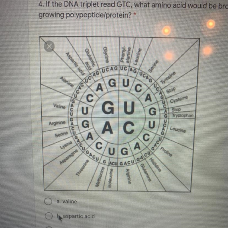 If the DNA triplet read GTC, what amino acid would be brought to the growing polypeptide-example-1