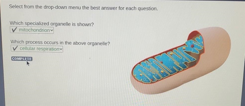 Select from the drop-down menu the best answer for each question. Which specialized-example-1