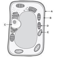 PLEASEEE HELP TEST GRADE The diagram shows a plant cell. Drag and drop the correct-example-1