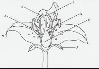 HELP PLEASE What is the leaf-like structure called at letter F in the diagram that-example-1