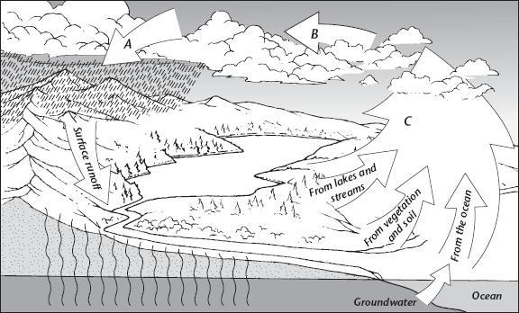 The diagram below shows the water cycle What process is shown at point A What process-example-1