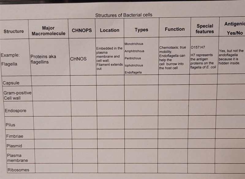 Structures of bacterial cells. what are the major macromolecule for Capsule, gram-example-1