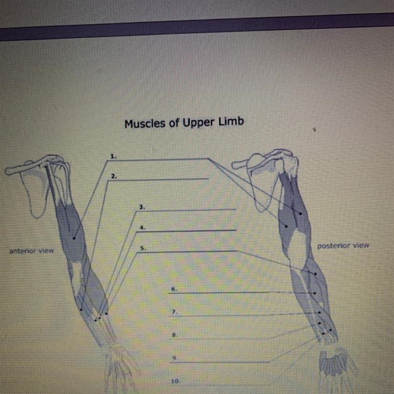 Name of the upper limb-example-1