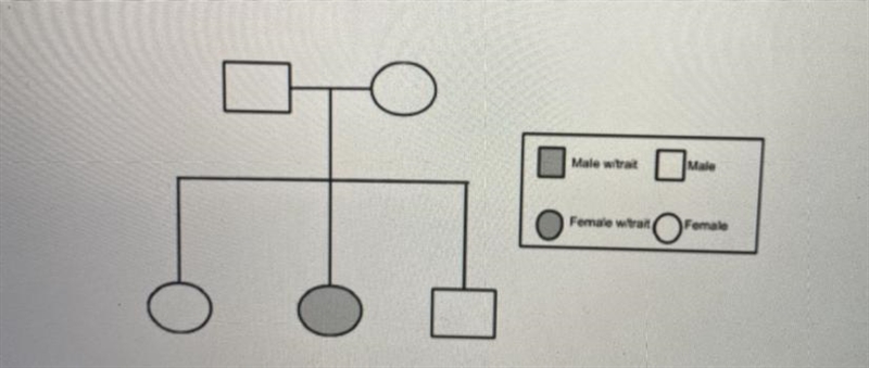 The pedigree below shows two generations of individuals within a family. The pedigree-example-1