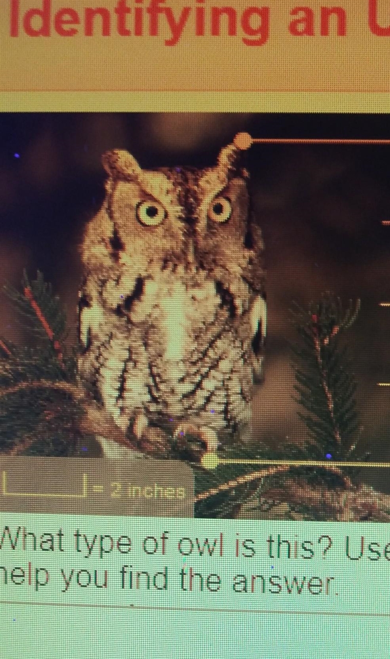 What type of owl is this? Use the dichotomous key to help you find the answer​-example-1