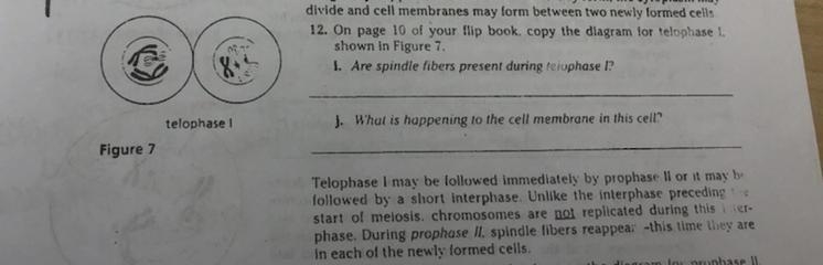 1.Are spindle fibers present during telophase 1? 2.What is happening to the cell membrane-example-1