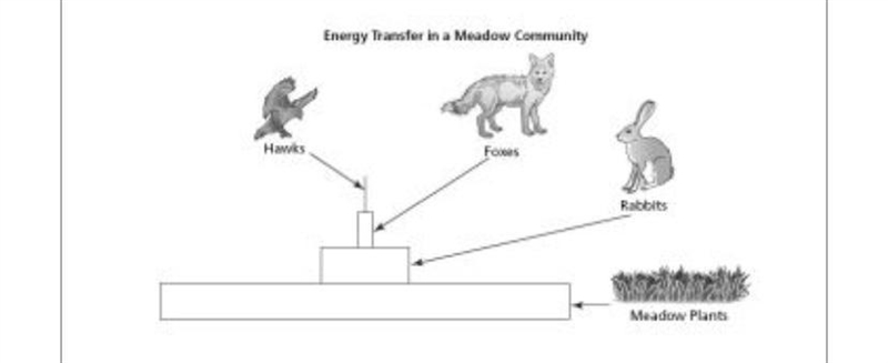 The picture below shows the energy flow through a meadow community. Hurry!!! Which-example-1