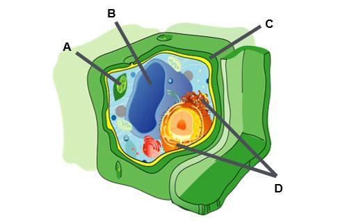 Identify organelles in a plant cell.-example-1