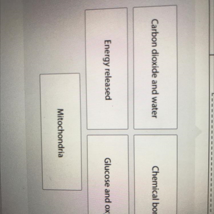 Question 8 The student wants to make a model to provide information about cellular-example-1