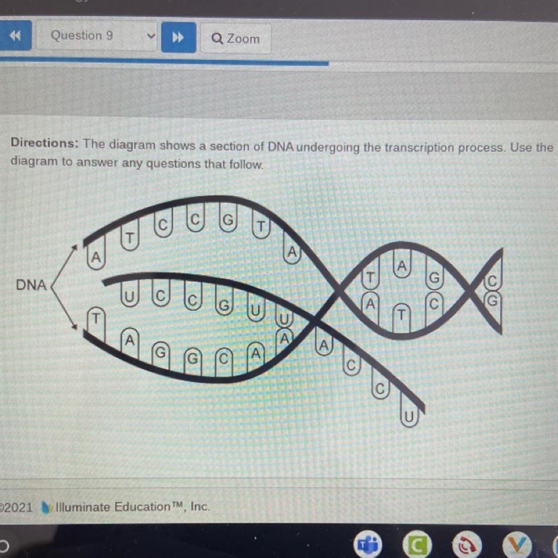 One of the purposes of transcription is to produce a sequence of bases that А. transforms-example-1