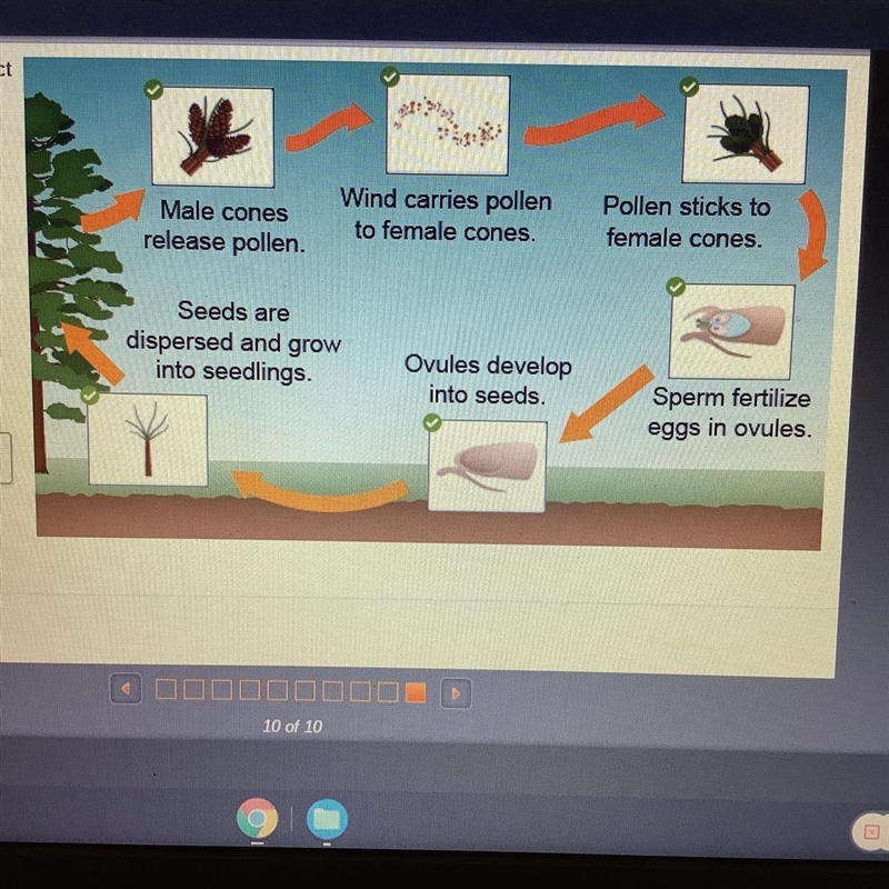 Place each image in the correct ordering the steps of the gymnosperm life cycle-example-1