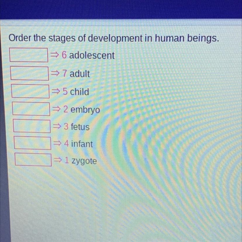 Order the stages of development in human beings.-example-1