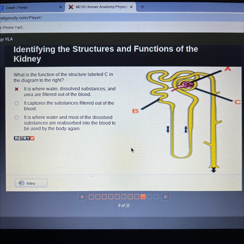 What is the function of the structure labeled C in the diagram to the right? it is-example-1