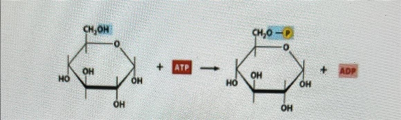 is the chemical reaction below A. Kinase B. mutase C. dehydrogenase D. isomerase E-example-1