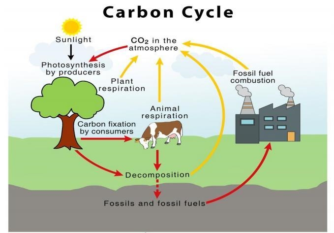 Consider the picture of the carbon cycle. Carbon dioxide is a small portion of the-example-1