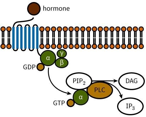 A hormone signals through a G protein-coupled receptor as shown in the diagram. After-example-1