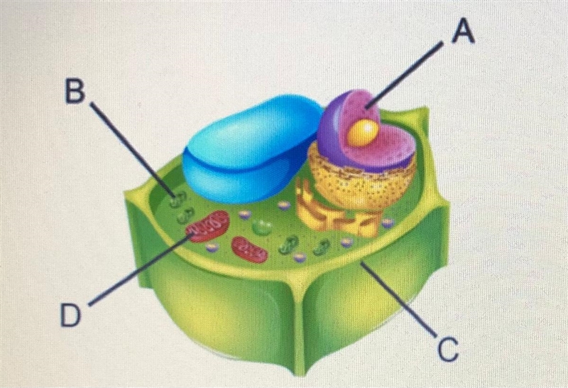 Which feature contains genetic material and is present in a eukaryotic cell but not-example-1