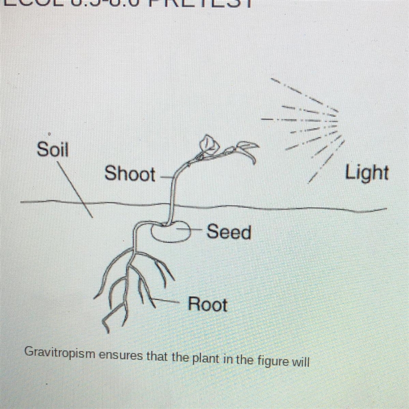 Gravitropism ensures that the plant in the figure will A.)grow roots into the soil-example-1