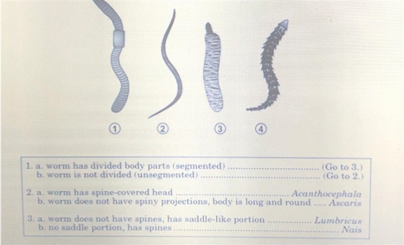 Worm 2 belongs to which category? Acanthocephla Ascaris Lumbricus Nais-example-1