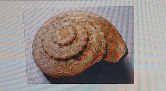 This is a gastropod fossil from Triassic period. This type of fossil can be on the-example-1