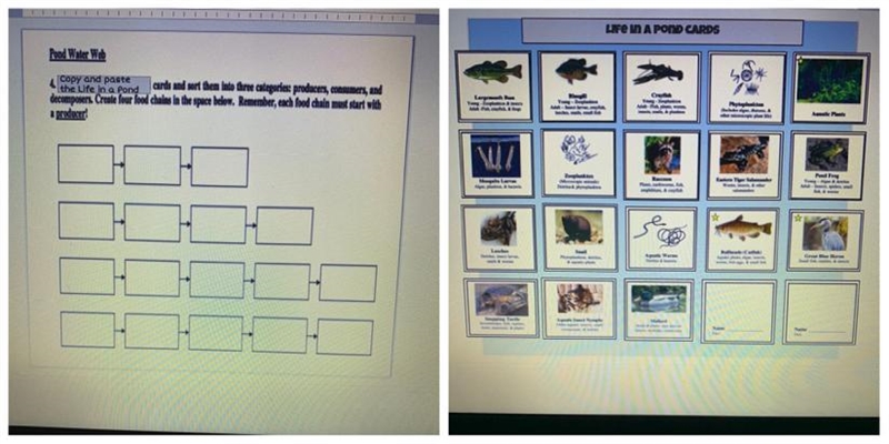 Can someone help me in this food web lab assignment.-example-1