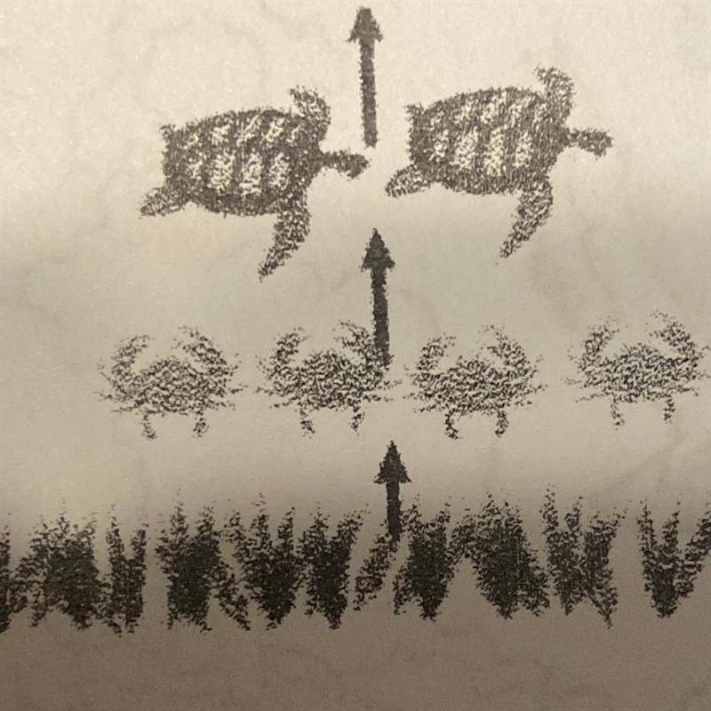 Show a competition between organisms in this food chain below HELP ASAP PLZ!!!!-example-1