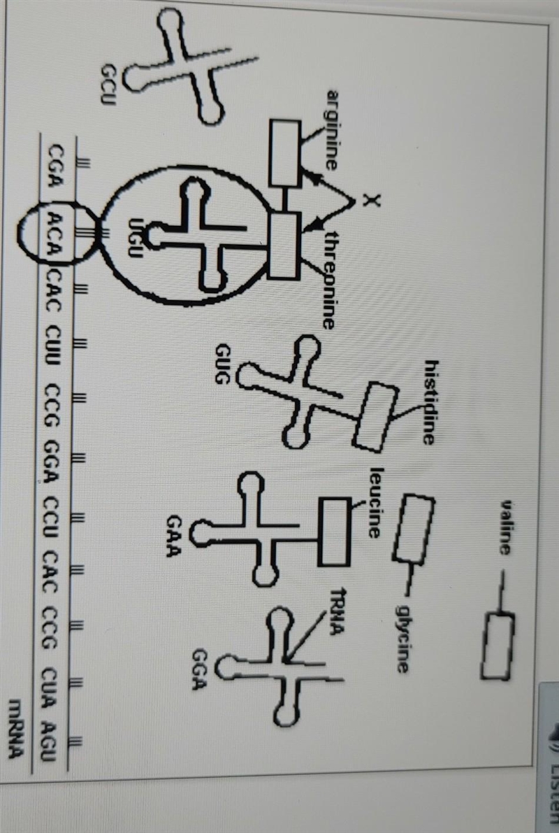 The diagram shows protein synthesis that occurs within cells. The process represented-example-1