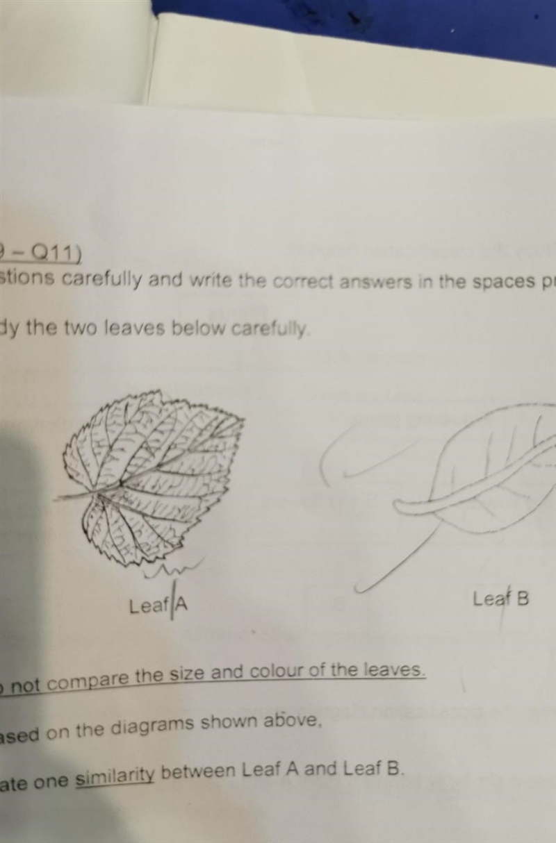 Es below carefully Leaf A Leaf B Do not compare the size and colour of the leaves-example-1