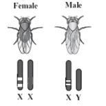 HELP MEE The diagram to the right shows the X chromosomes in a female fruit fly and-example-1