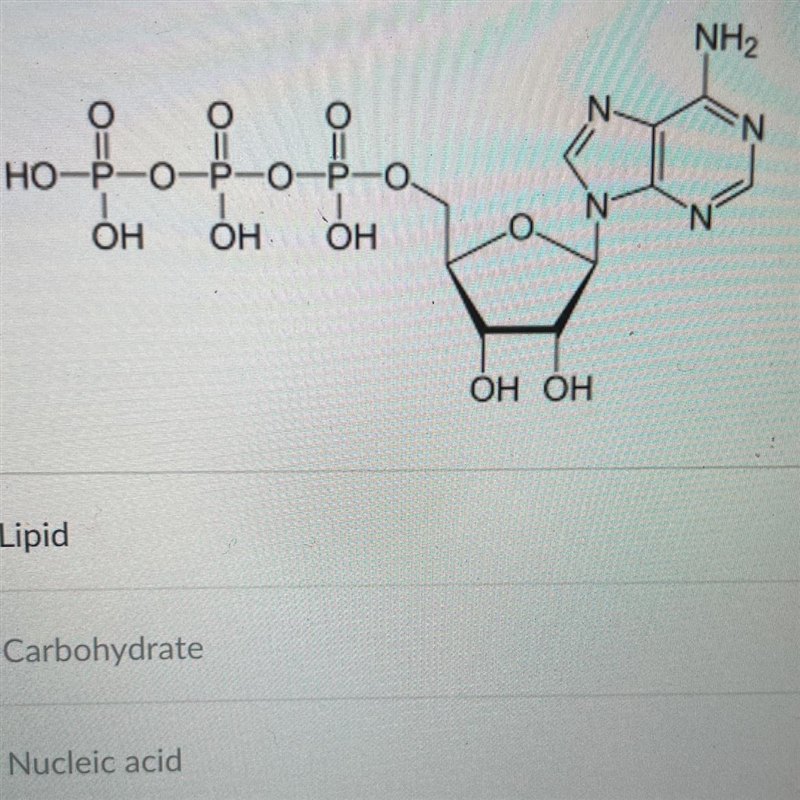 The molecule shown below would be classified as: A) Lipid B) Carbohydrate C) Nucleic-example-1