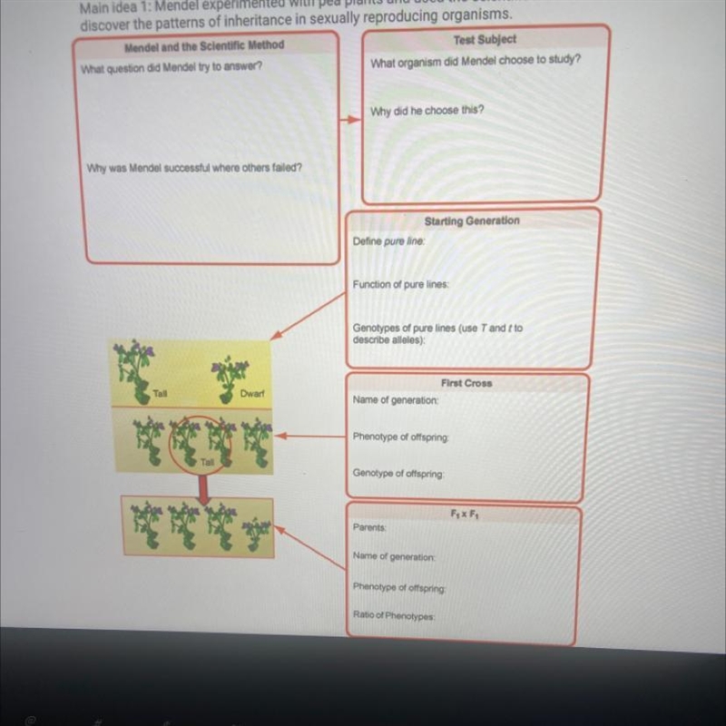 Phenotype of offspring:—-? Genotypes of offspring:—-? Lol I need help-example-1