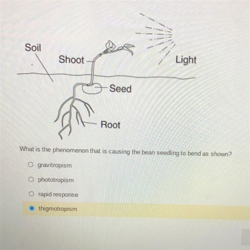 What is the phenomenon that is causing the bean seedling to bend as shown? gravitropism-example-1