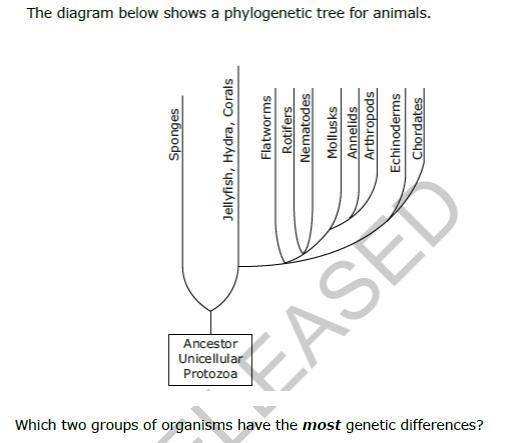 Which two organism group have the most genetic differences-example-1