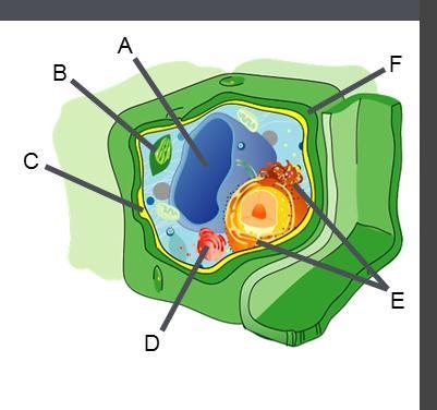 ( PLEASE ANSWER IT FAST) Label the Organelles of a Cell Identify the organelles in-example-1