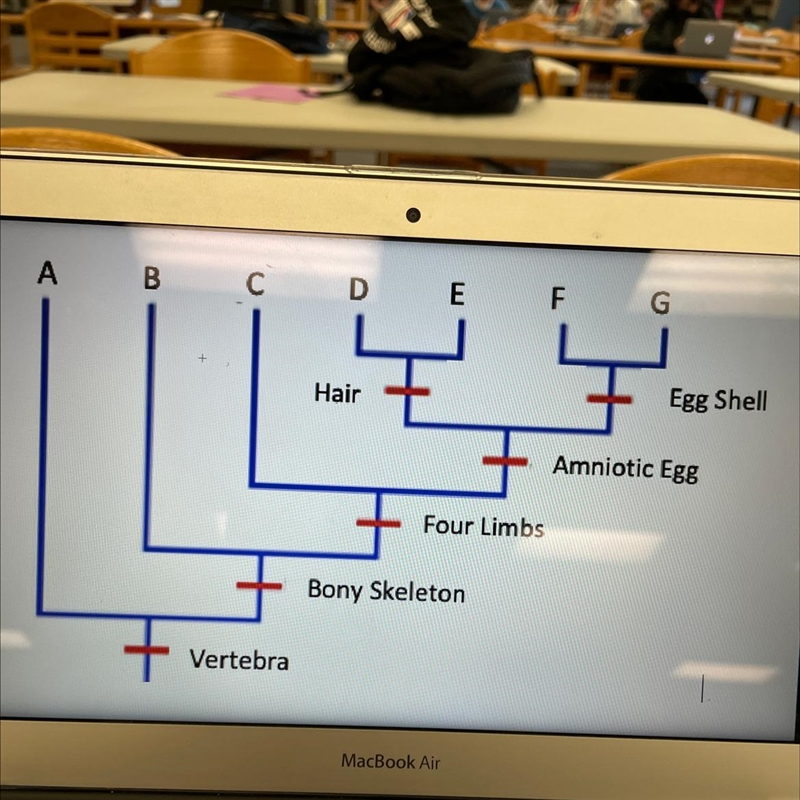 Which traits does organism C have? A. four limbs, bony skeleton, vertrbra B. four-example-1