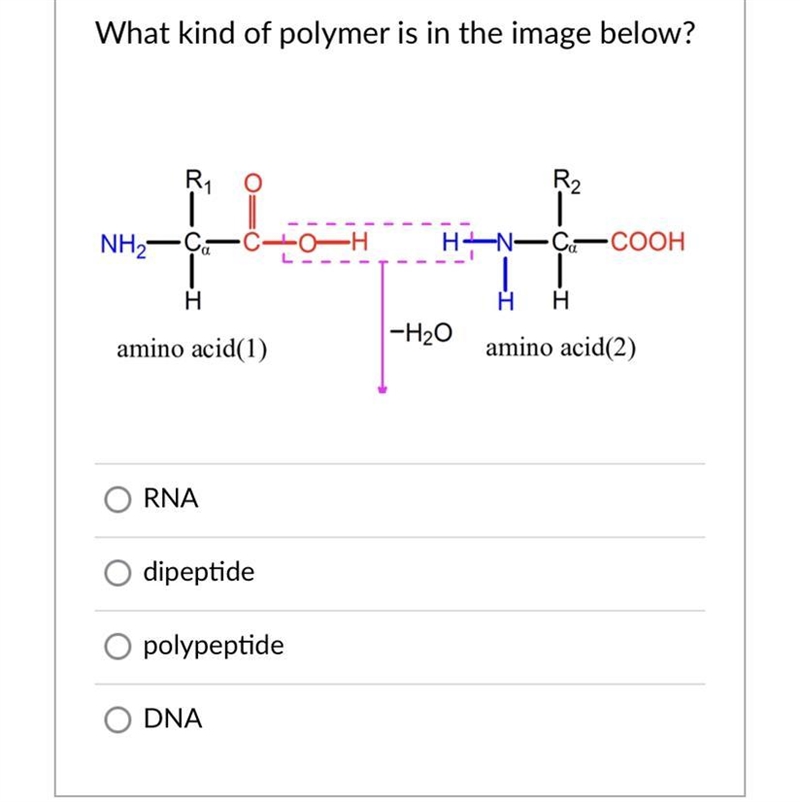 What kinda of polymer is in the image below?-example-1