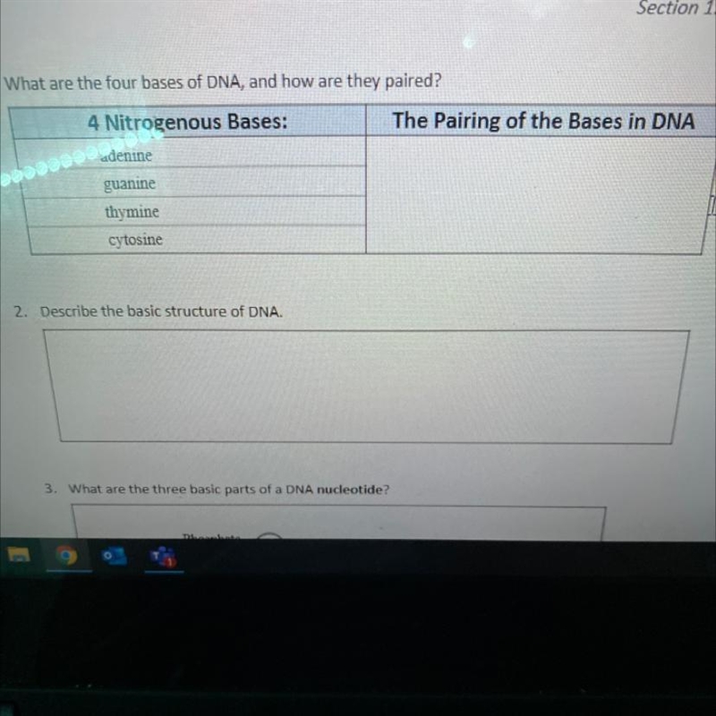 What are the four bases of DNA, and how are they paired?-example-1