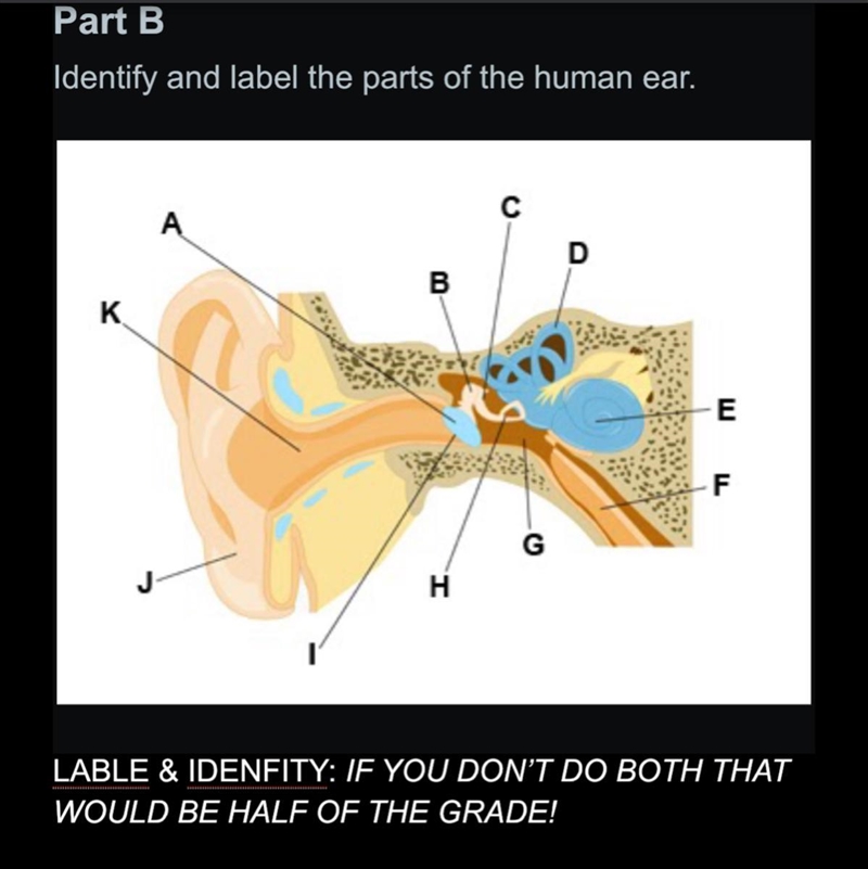 Identify and label the parts of the human ear. Subject: Anatomy-example-1