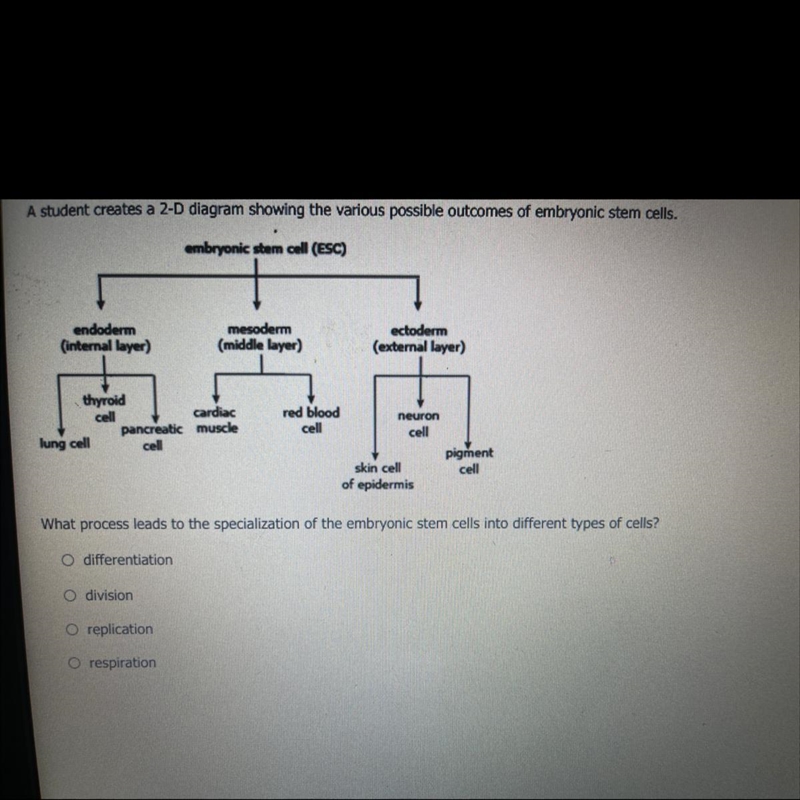 What process leads to the specialization of the embryonic stem cells into different-example-1