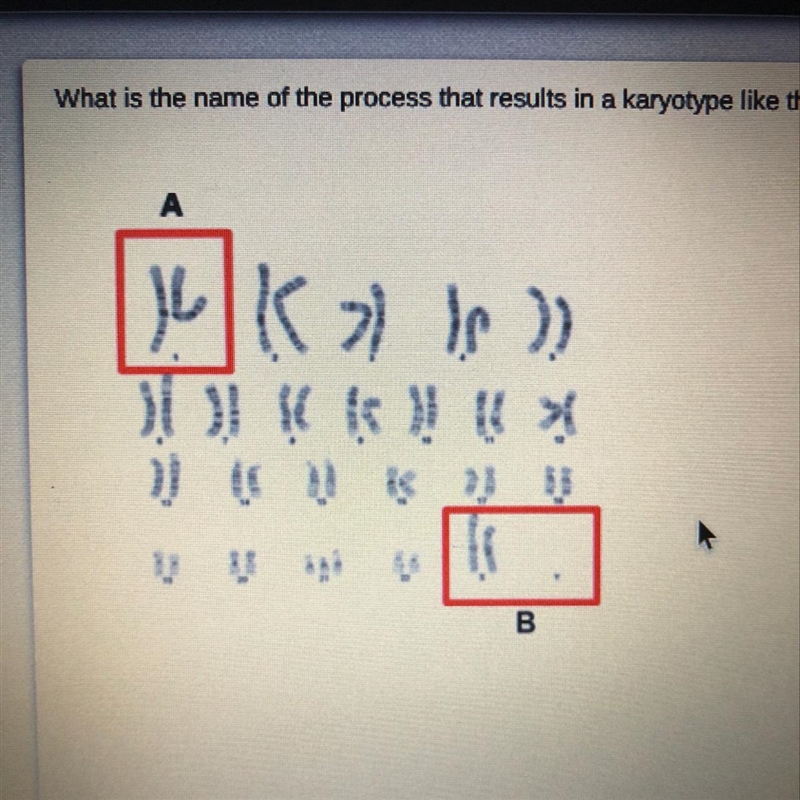 What is the name of the process that results in a karyotype like the one pictured-example-1