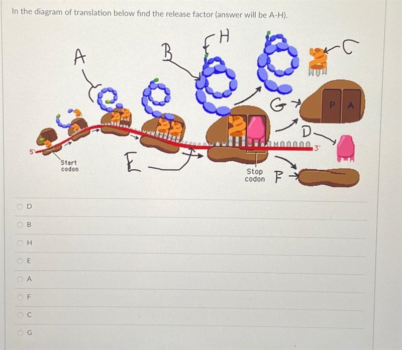 In the diagram of translation below find the release factor (answer will be A-H).-example-1