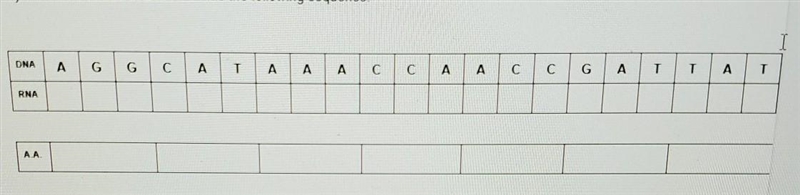 1. Working in groups of four, "synthesize" strands of DNA according to the-example-1