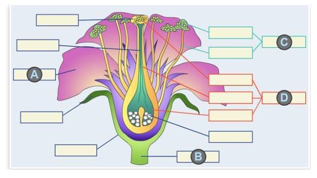 HELP ASAP PLS! In the diagram below, which represents the male reproductive organs-example-1