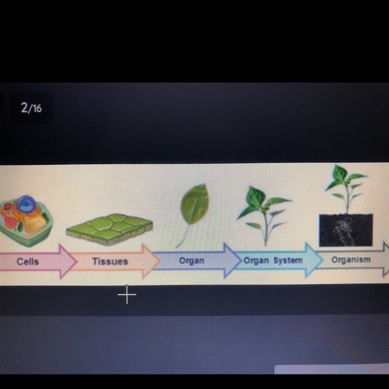 In the levels of organization of plants, what are the two tissues and their functions-example-1