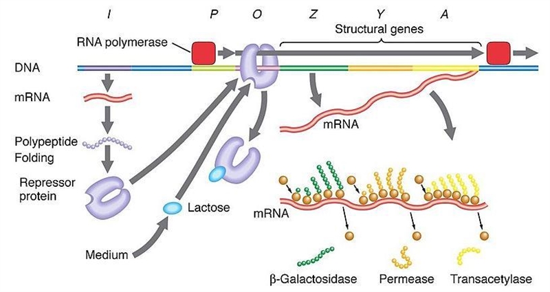 A model of gene expression within the lac operon is shown here. If a mutation occurs-example-1