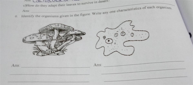 Identify the organisms given in the figure write any one characteristics of each organisms-example-1