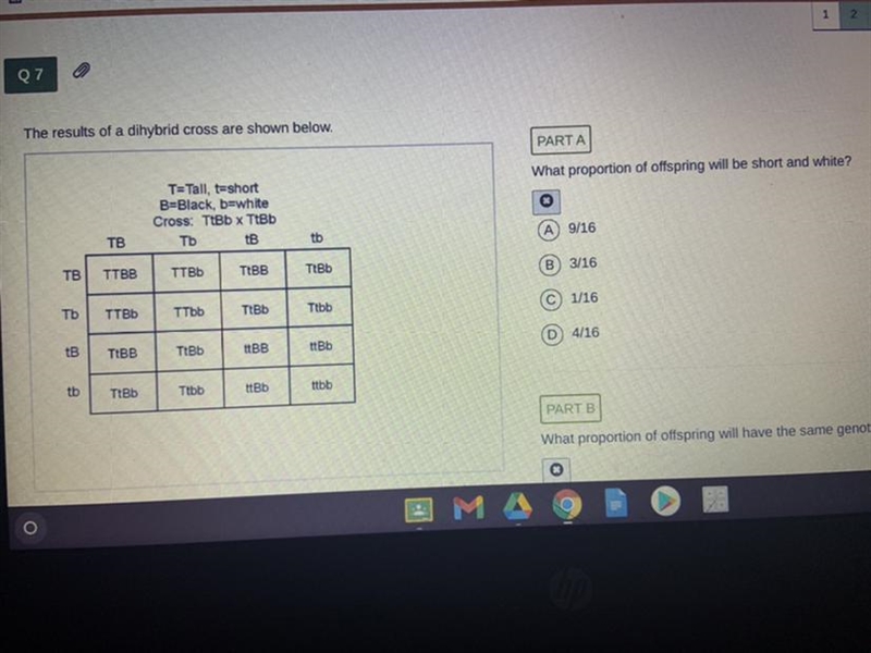 What proportion of offspring will be short and white? A 9/16 В 3/16 c 1/16 D 4/16-example-1