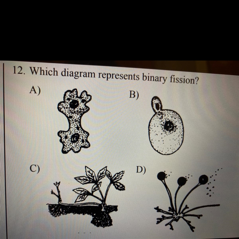 Which diagram represents binary fission?-example-1