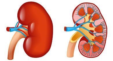 Which level of organization is pictured? A.organelle B.cell C.tissue D.organ PLz hurry-example-1